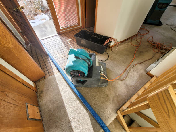 Best Professional water damage repair  in Odessa, FL