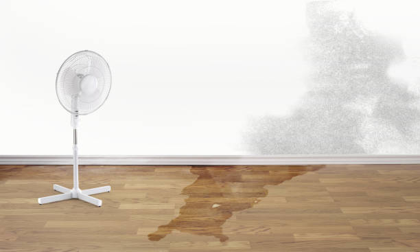 Best Ceiling water damage repair  in Odessa, FL