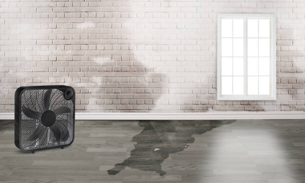 Best Water damage restoration cost  in Odessa, FL